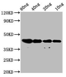 Invitrogen NUP93 Polyclonal Antibody 100 &mu;g | Buy Online | Invitrogen&trade; | Fisher Scientific