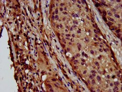 Invitrogen LAPTM4B Polyclonal Antibody 100 &mu;g; Unconjugated:Antibodies,
