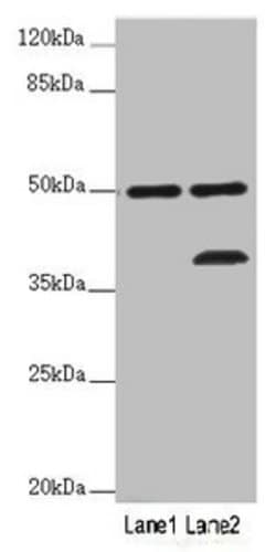 Invitrogen OXPAT Polyclonal Antibody 100 &mu;g; Unconjugated:Antibodies,