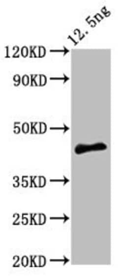 Invitrogen Arabidopsis thaliana PMRT15 Polyclonal Antibody 100 &mu;g; Unconjugated:Antibodies,