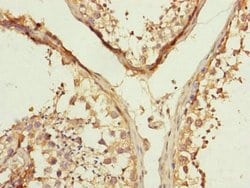 Invitrogen MFN1 Polyclonal Antibody 100 &mu;L; Unconjugated:Antibodies,