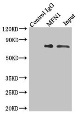 Invitrogen MFN1 Polyclonal Antibody 100 &mu;L; Unconjugated:Antibodies,