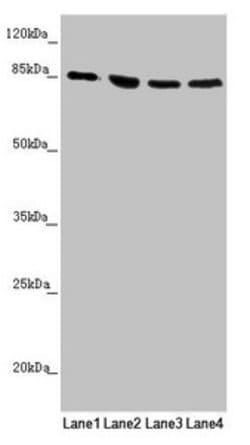 Invitrogen MFN1 Polyclonal Antibody 100 &mu;L; Unconjugated:Antibodies,