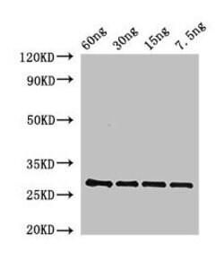 Invitrogen Arabidopsis thaliana BAS1 Polyclonal Antibody 100 &mu;g; Unconjugated:Antikörper