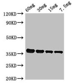 Invitrogen Pyrococcus furiosus PF0142 Polyclonal Antibody 100 &mu;g; Unconjugated:Antibodies,