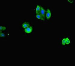 Invitrogen ACTL9 Polyclonal Antibody 100 &mu;g; Unconjugated:Antibodies,