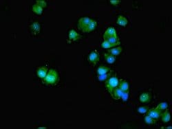 Invitrogen ACTL9 Polyclonal Antibody 100 &mu;g; Unconjugated:Antibodies,