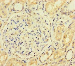 Invitrogen ACTL9 Polyclonal Antibody 100 &mu;g; Unconjugated:Antibodies,