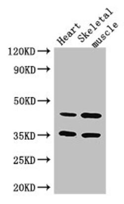 Invitrogen ACTL9 Polyclonal Antibody 100 &mu;g; Unconjugated:Antibodies,
