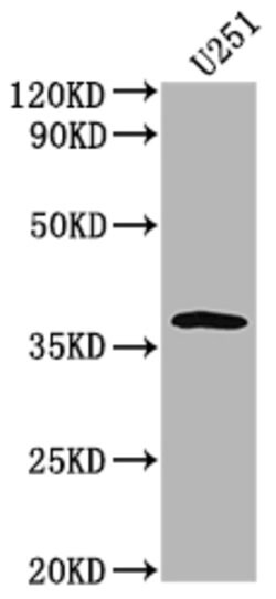Invitrogen OR6B3 Polyclonal Antibody 100 &mu;L; Unconjugated:Antibodies,