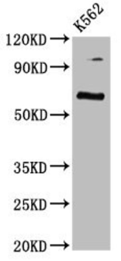 Invitrogen CLPTM1L Polyclonal Antibody 100 &mu;g; Unconjugated:Antibodies,