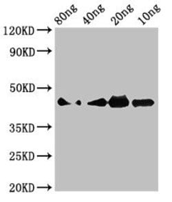 Invitrogen Naja kaouthia Cobra Venom Factor Polyclonal Antibody 100 &mu;g;