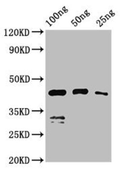 Invitrogen Chicken Anemia Virus VP1 Polyclonal Antibody 100 &mu;L; Unconjugated:Antibodies,