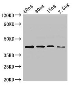 Invitrogen Bacillus sp. UGL Polyclonal Antibody 100 &mu;g; Unconjugated:Antibodies,