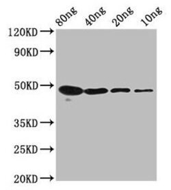 Invitrogen n-Myc Polyclonal Antibody 100 &mu;g; Unconjugated:Antibodies,