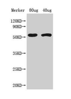 Invitrogen Arabidopsis thaliana ACS8 Polyclonal Antibody 100 &mu;L; Unconjugated:Antibodies,