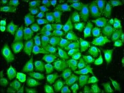 Invitrogen POLDIP3 Polyclonal Antibody 100 &mu;g; Unconjugated:Antibodies,