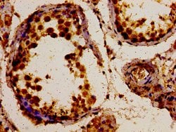 Invitrogen POLDIP3 Polyclonal Antibody 100 &mu;g; Unconjugated:Antibodies,