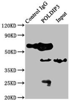 Invitrogen POLDIP3 Polyclonal Antibody 100 &mu;g; Unconjugated:Antibodies,