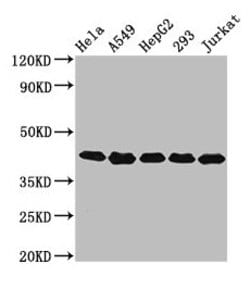 Invitrogen POLDIP3 Polyclonal Antibody 100 &mu;g; Unconjugated:Antibodies,
