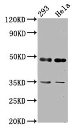 Invitrogen TES Polyclonal Antibody 100 &mu;g; Unconjugated:Antibodies,