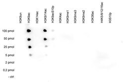 Invitrogen H3K9ac Polyclonal Antibody 50 &mu;g; Unconjugated:Antibodies,