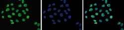 Invitrogen H3K9ac Polyclonal Antibody 50 &mu;g; Unconjugated:Antibodies,