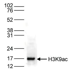 Invitrogen H3K9ac Polyclonal Antibody 50 &mu;g; Unconjugated:Antibodies,