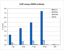 Invitrogen WDR5 Polyclonal Antibody 50 &mu;g; Unconjugated:Antibodies,