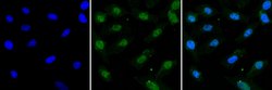Invitrogen WDR5 Polyclonal Antibody 50 &mu;g; Unconjugated:Antibodies,