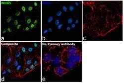 Invitrogen WDR5 Polyclonal Antibody 50 &mu;g; Unconjugated:Antibodies,