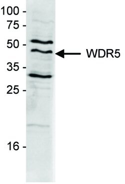 Invitrogen WDR5 Polyclonal Antibody 50 &mu;g; Unconjugated:Antibodies,