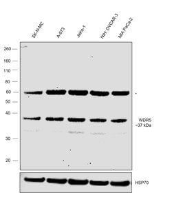 Invitrogen WDR5 Polyclonal Antibody 50 &mu;g; Unconjugated:Antibodies,