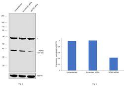 Invitrogen WDR5 Polyclonal Antibody 50 &mu;g; Unconjugated:Antibodies,