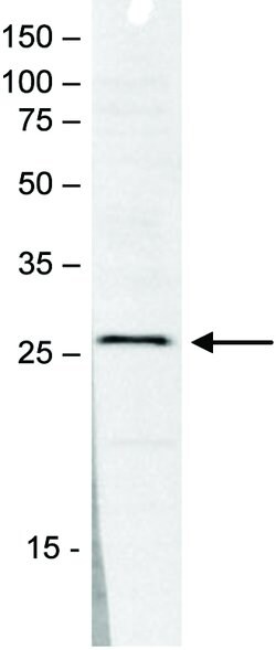 Invitrogen SAP30 Polyclonal Antibody 50 &mu;g | Buy Online | Invitrogen&trade; | Fisher Scientific