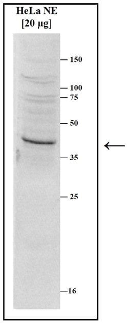 Invitrogen SETD8 Polyclonal Antibody 50 &mu;g; Unconjugated:Antibodies,