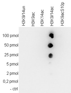 Invitrogen H3K9acK14ac Polyclonal Antibody 50 &mu;g; Unconjugated:Antibodies,
