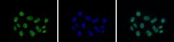 Invitrogen H3K9acK14ac Polyclonal Antibody 50 &mu;g; Unconjugated:Antibodies,