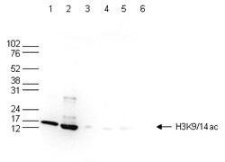 Invitrogen H3K9acK14ac Polyclonal Antibody 50 &mu;g; Unconjugated:Antibodies,