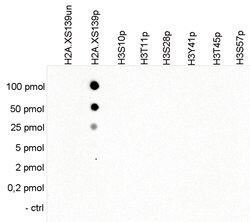 Phospho-Histone H2A.X (Ser139) Polyclonal Antibody:Antibodies, Polyclonal