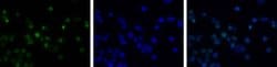 Phospho-Histone H2A.X (Ser139) Polyclonal Antibody:Antibodies, Polyclonal