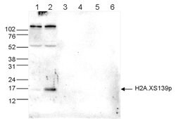 Phospho-Histone H2A.X (Ser139) Polyclonal Antibody:Antibodies, Polyclonal