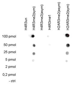 Invitrogen H4R3me2s Polyclonal Antibody 50 &mu;g; Unconjugated:Antibodies,