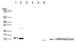 Invitrogen H4R3me2s Polyclonal Antibody 50 &mu;g; Unconjugated:Antibodies,