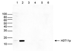 Invitrogen Phospho-Histone H3 (Thr11) Polyclonal Antibody 50 &mu;g; Unconjugated:Antikroppar