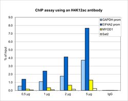 Invitrogen H4K12ac Polyclonal Antibody 50 &mu;g; Unconjugated:Antibodies,