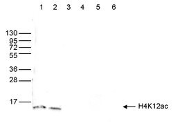 Invitrogen H4K12ac Polyclonal Antibody 50 &mu;g; Unconjugated:Antibodies,