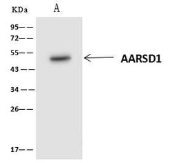 Invitrogen AARSD1 Polyclonal Antibody 100 &mu;L; Unconjugated:Antibodies,