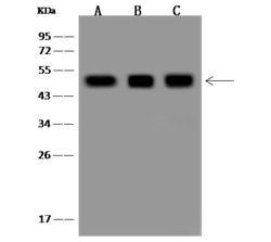 Invitrogen AARSD1 Polyclonal Antibody 100 &mu;L; Unconjugated:Antibodies,