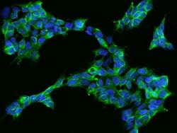 Invitrogen GADD34 Polyclonal Antibody 100 μL; Unconjugated:Antibodies,